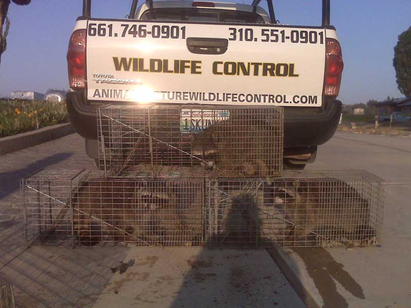 several raccoons in steel cage