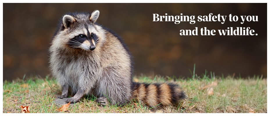 Raccoon Image