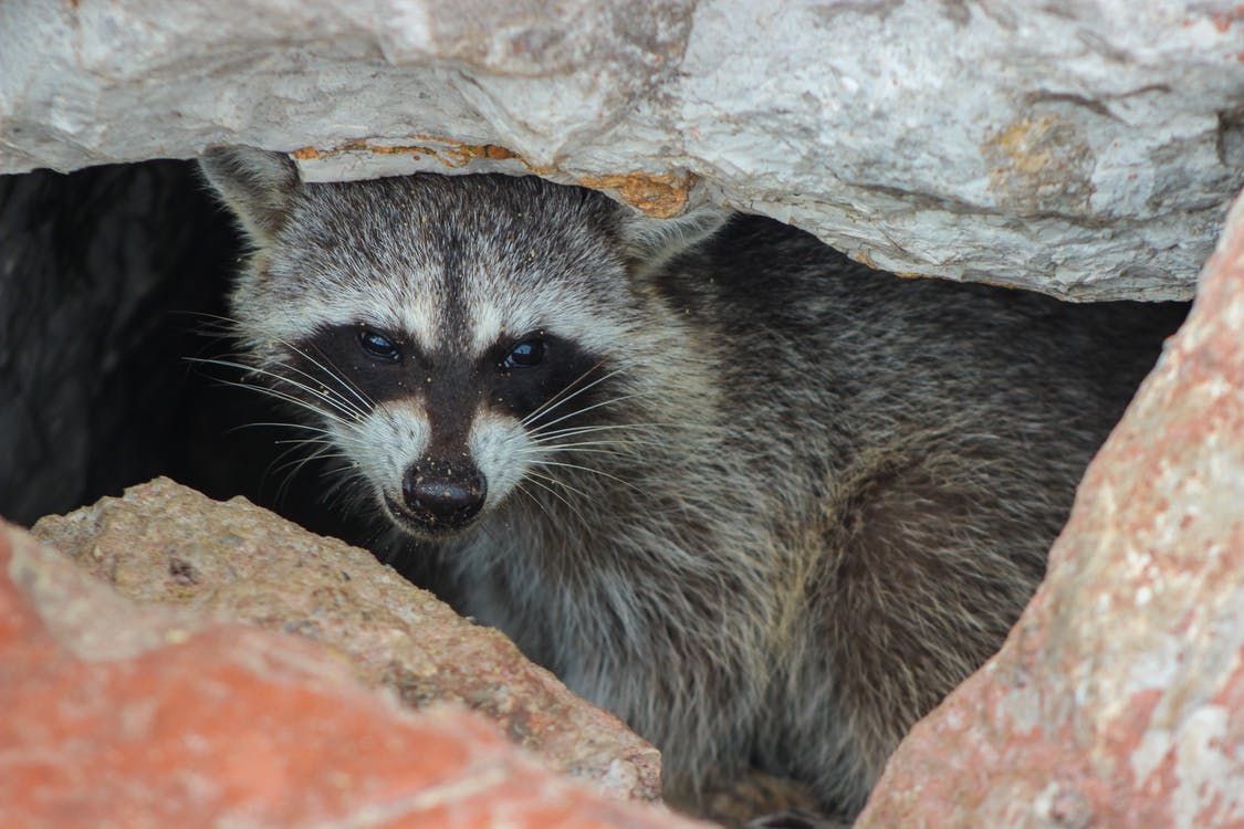 Raccoon out of a cave