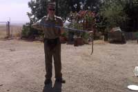 Rattlesnake Removal Los Angeles