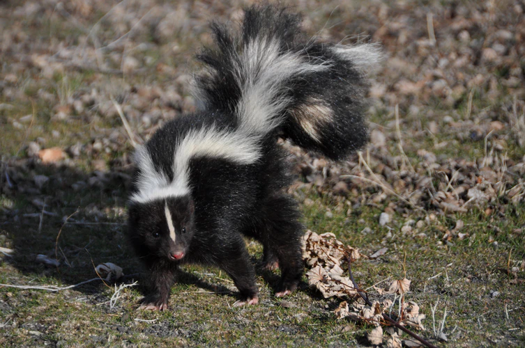 A skunk wreaking havoc in a backyard, if you have troubles with wild animals such as this in Glendale, contact Animal Capture Wildlife Control.