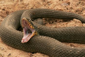 Rattlesnakes frequent Calabasas homes