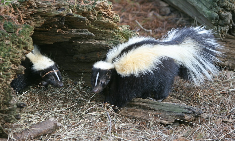 two skunks on tree cove
