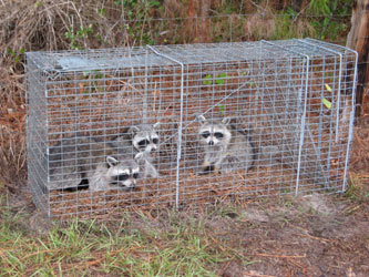 Wildlife Removal Los Angeles