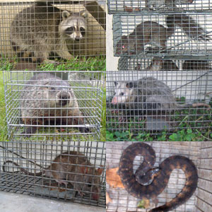Wildlife Trapping Los Angeles